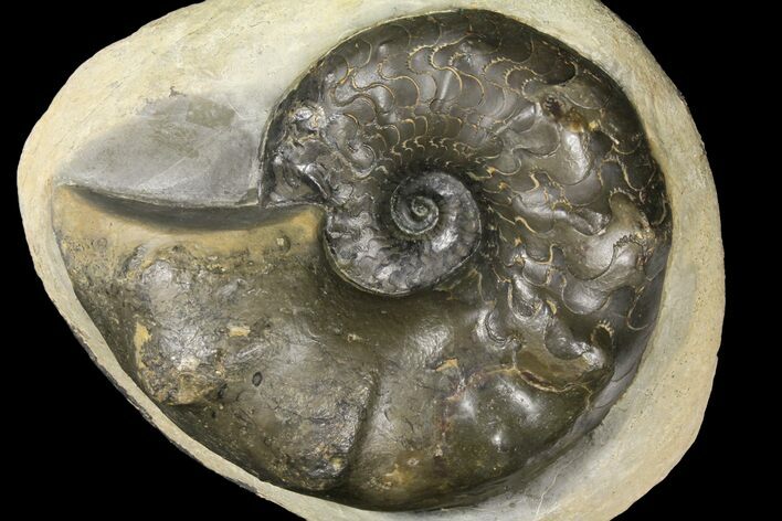 6.15" Triassic Ammonite (Ceratites Nodosus) In Concretion - Germany